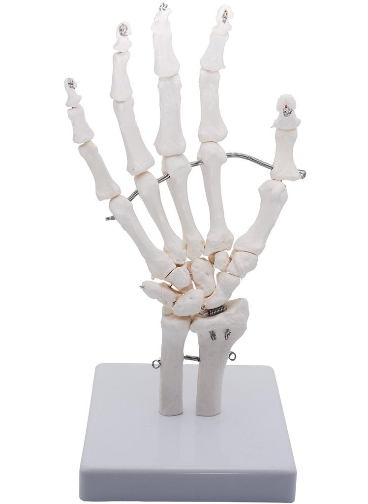 Monolife Hand Joint Model, Hand Skeleton Model, Educational Model, Right Hand, Wrist, Articulated Type