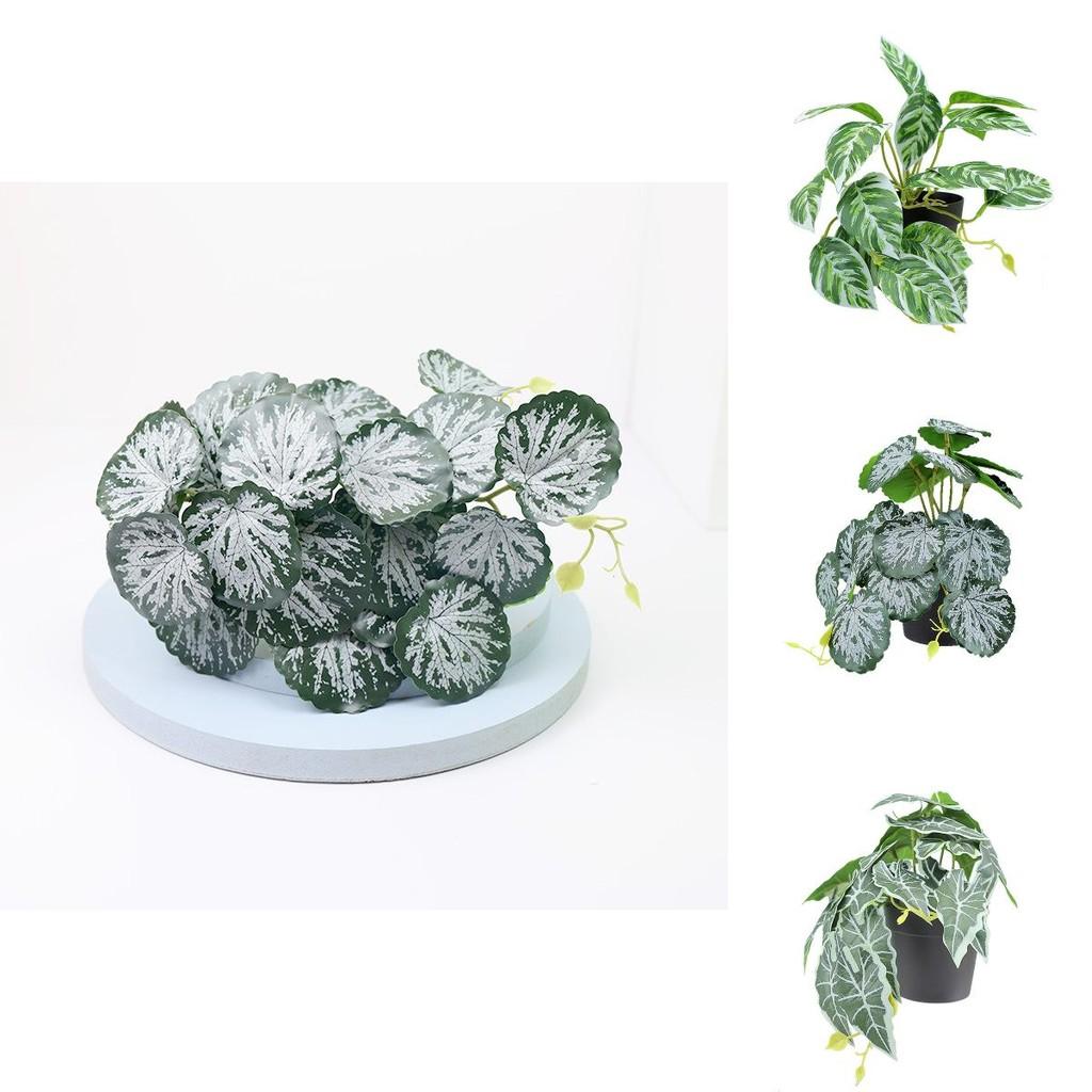 Sztuczna roślina wisząca Goeppertia Makoyana o miękkiej gumowej fakturze do domowego projektu zielonej ściany