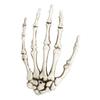 1 Paar Halloween Falsche Skelett Hände Knochen Gruselige Menschliche Hand Horror Requisiten für Halloween Party Dekoration Zubehör Spukhaus