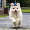 New Dog Decoration Hat Press Adjustable Hamster Hat Pumpkin Halloween Dog Cat Headwear Decoration Supplies Pet Holiday Supplies