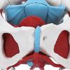 Pelvic Floor Anatomy Model Removable Colored Female Pelvis Model for Midwifery Teaching