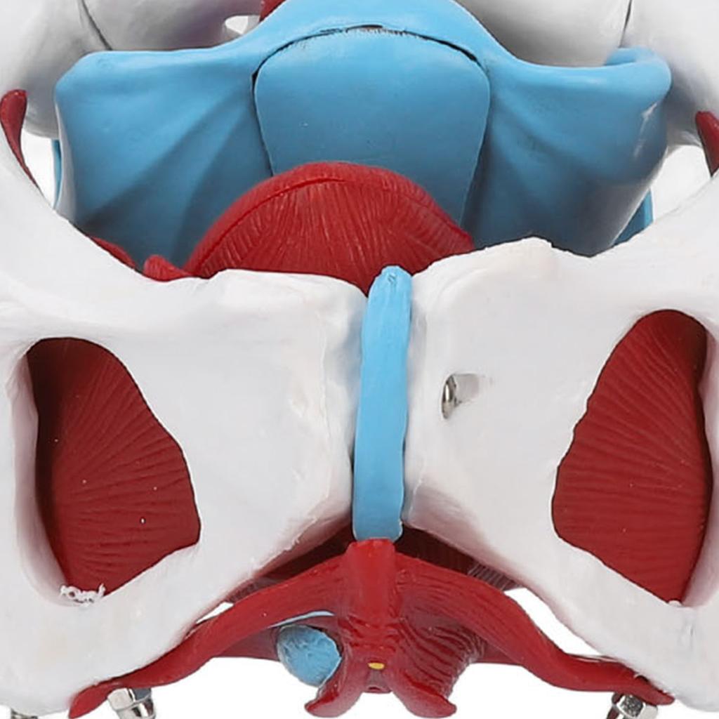 Pelvic Floor Anatomy Model Removable Colored Female Pelvis Model for Midwifery Teaching