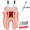 Dental Absorbent Paper Points 04 15-40# Root Cancel Endodontics Gutta Percha Cotton Fiber Tips Dentist Tool