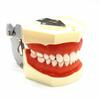 Modèle dentaire dents de gomme modèle d'enseignement modèle de Typodont dentaire Standard démonstration avec modèle de dents amovibles modèles de dentiste