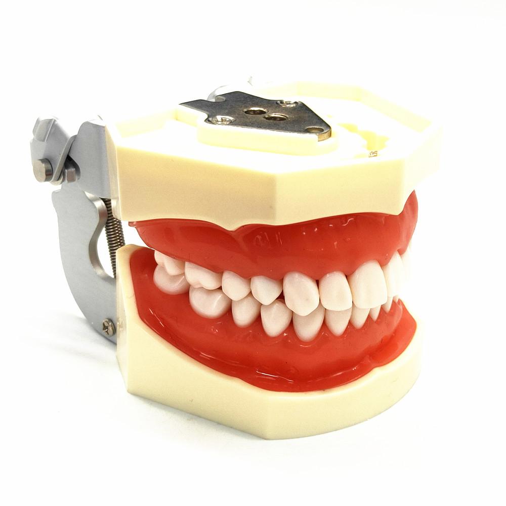 Modèle dentaire dents de gomme modèle d'enseignement modèle de Typodont dentaire Standard démonstration avec modèle de dents amovibles modèles de dentiste
