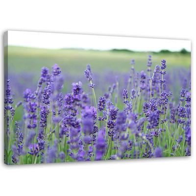 Obraz Lavender Field Nature