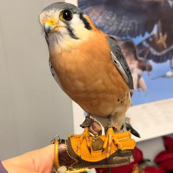 Mini Falconry Glove Keyring Men Faux Leather Tiny Glove Finger Miniature Falcon Perch Gift for Bird Handlers Falconry Lovers