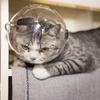 Pet Cat Transparent Space Helmet - Breathable Anti-Scratch Bite-Resistant Design with Cat Ears