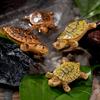 Schattige Schildpadden Familie Drijvers, Mini Aquarium Decoratie voor Vijver Vis Tank, Levensgetrouwe Drijvende Versiering, Cadeau voor Schildpad Liefhebber