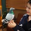 Simulation Pigeon Plush Toy White Pigeon Peace Pigeon New Carrier Pigeon Ornament Decoration Simulation White Pigeon Decoration Pigeon
