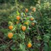 100 Physalis Seeds - SemiWild Permaculture