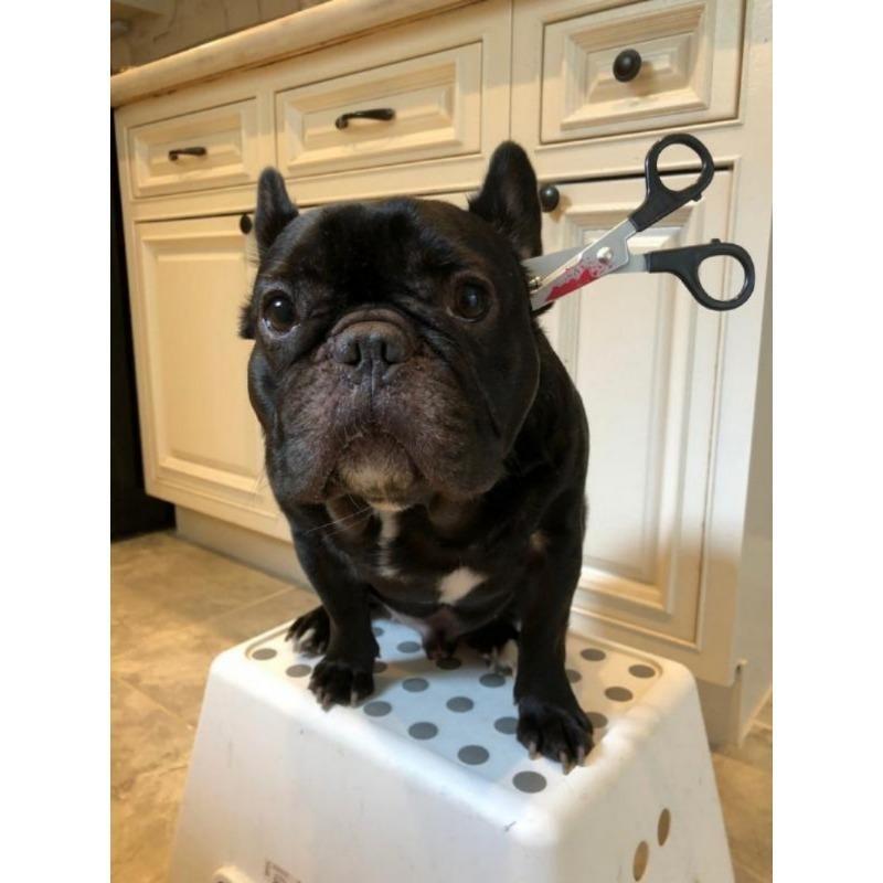 Accesorii Costume Horror Halloween Bentițe Însângerate (Cuțit/Seringă/Foarfece însângerate) Accesorii amuzante pentru cap