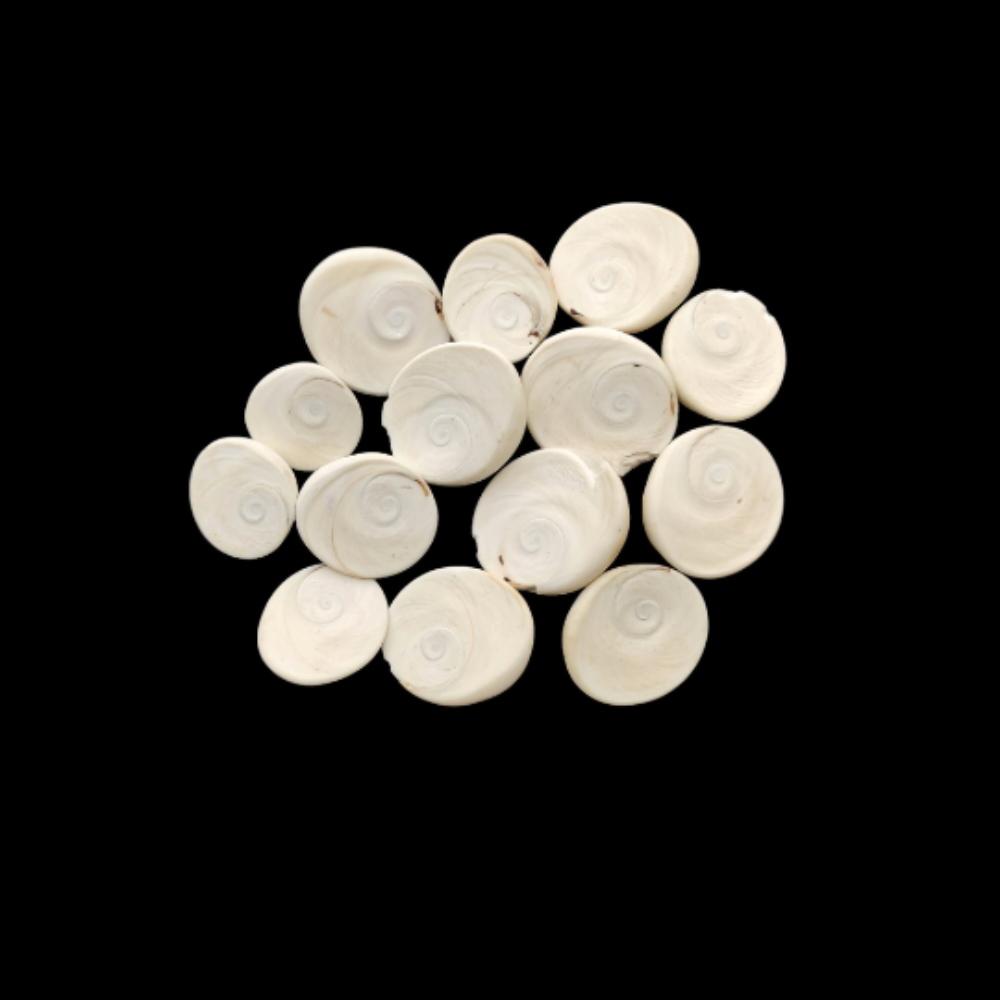 Natural Big Size Beach Sea Shell, Healing Sea Shell Lot, Round Sea Shell Lot, 20 To 30 MM Size Sea Shell.