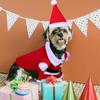 Christmas Dog Santa Costume Outfit, Christmas Pet Clothes Christmas Party Dog Dress Up, Small Santa Claus Dog Clothes Hat Scarf Cosplay Christmas