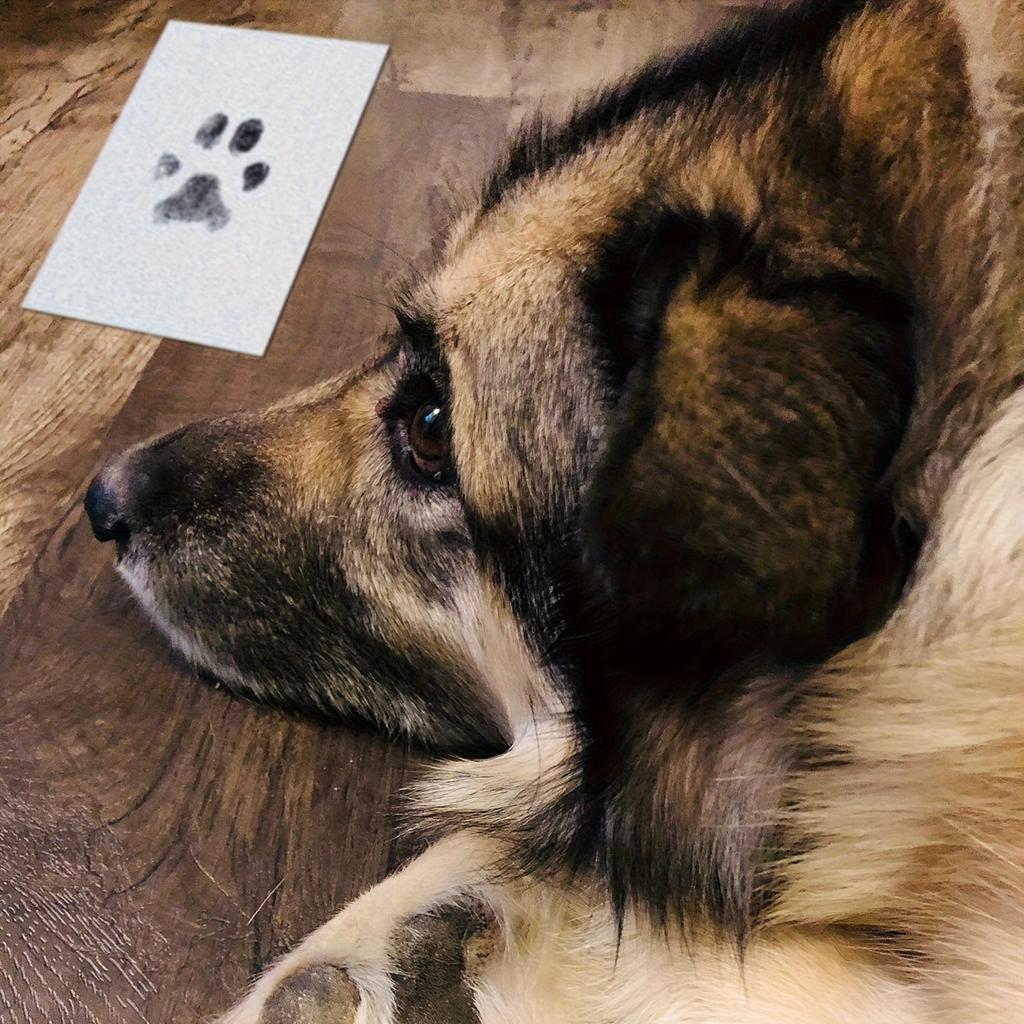 Dog Cat Footprint Pad Paw Print Ink Kit Pad Baby Handprint Stamp Safe Non-toxic Mess-free Printing DIY Easy Clean Pet Souvenir