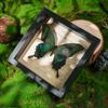 Green Banded Swallowtail Butterfly Specimen Decorative Painting - Real Insect for Display