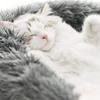 Plush Pet Bed for Dog, XXL Round Mat for Small and Medium Animals, Dog Accessories for Large Dogs, Calming Cat's House