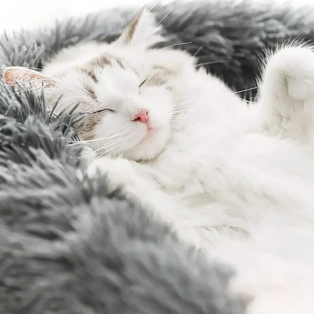 Plush Pet Bed for Dog, XXL Round Mat for Small and Medium Animals, Dog Accessories for Large Dogs, Calming Cat's House