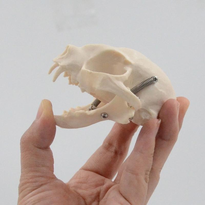 Katzenkopf Anatomiemodell Realistisches Katzenkopf Skelettmodell Tierschädel Anatomiemodell für Bildung Veterinärlehre