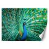 Wallpaper Colourful Birds Peacock Nature