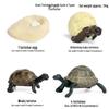 Frog Life Cycle Model Set: Tadpole to Frog Educational Toys for Kids