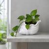 3D Printed Conch Flower Pot Moisture-Resistant Mini Planter with Wavy Edge And Drain