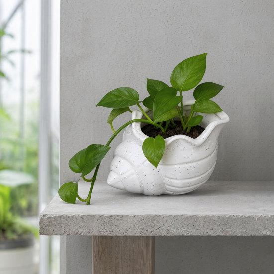 3D Printed Conch Flower Pot Moisture-Resistant Mini Planter with Wavy Edge And Drain