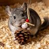 Kiefernzapfen Papageienspielzeug Haustier Zahnungsspielzeug Natürliches Kauspielzeug Haustierkäfig Hängespielzeug für Papageien Hamster Chinchillas Beißinstinkt