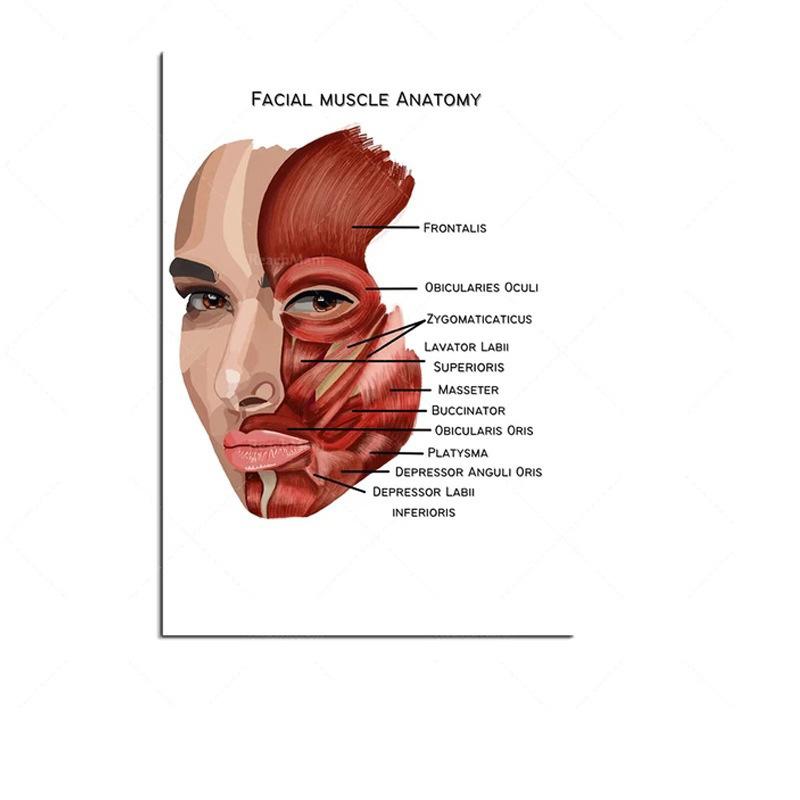Science Wall Art Muscle System Human Anatomy Diagram Medical Education Supplies HD Oil On Canvas Posters And Prints Home Decor