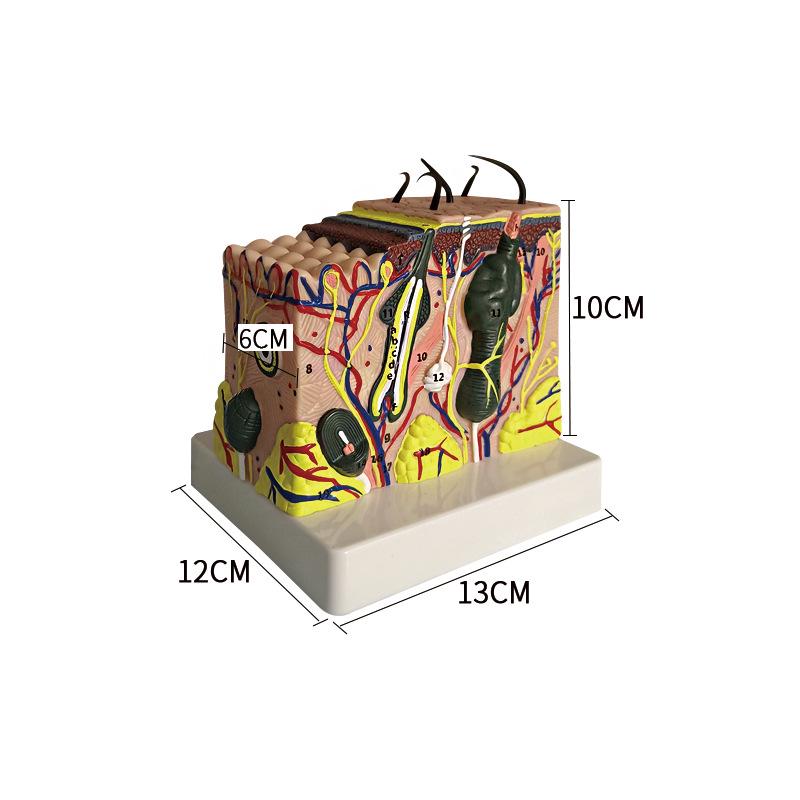 Three-Dimensional Layered Skin and Neurovascular Model with Hair