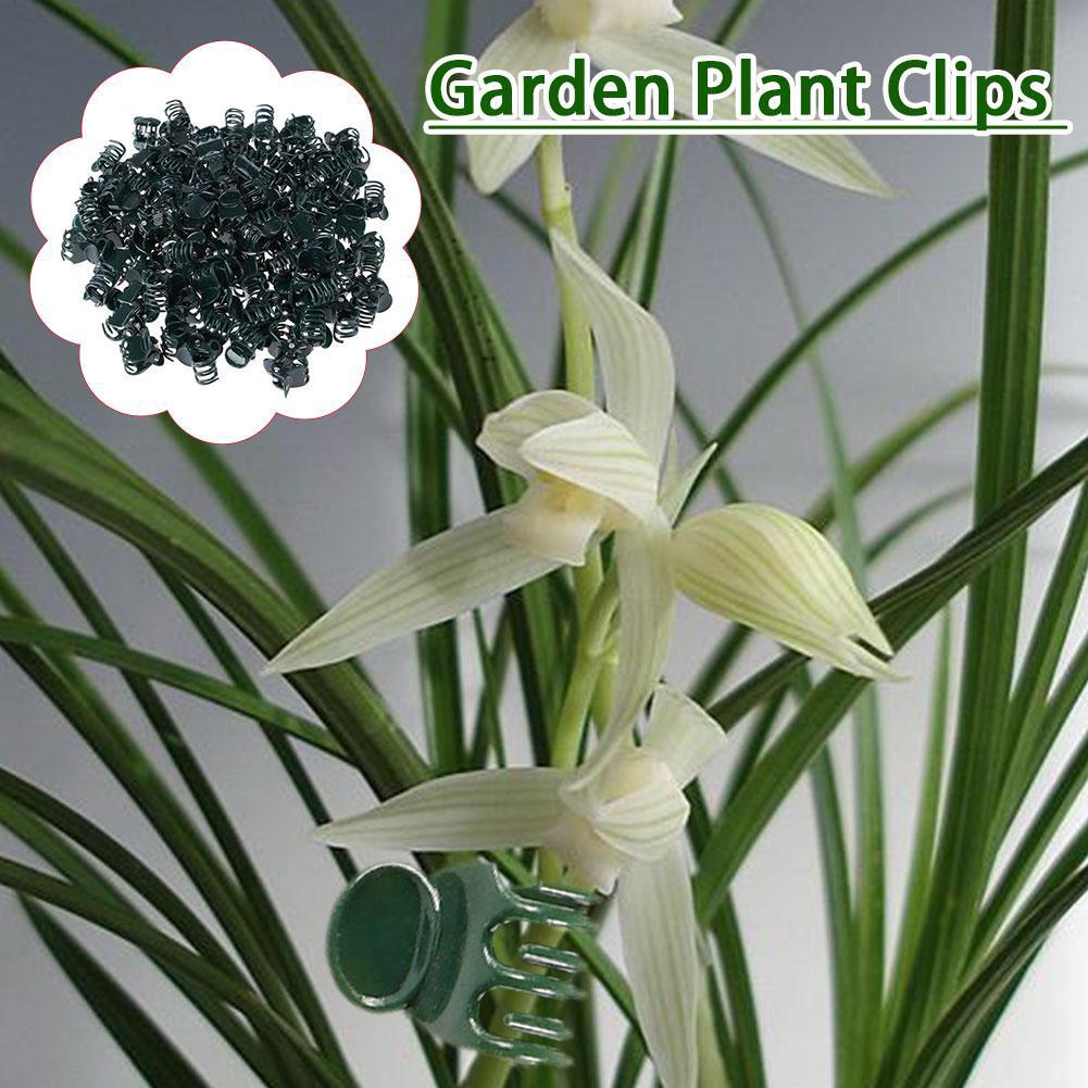

Plant Climbing Wall Butterfly Clips Vine Buckle Hook Branch Clamping Garden Rattan Flower Grow Support Clips Upright Plant L1D5