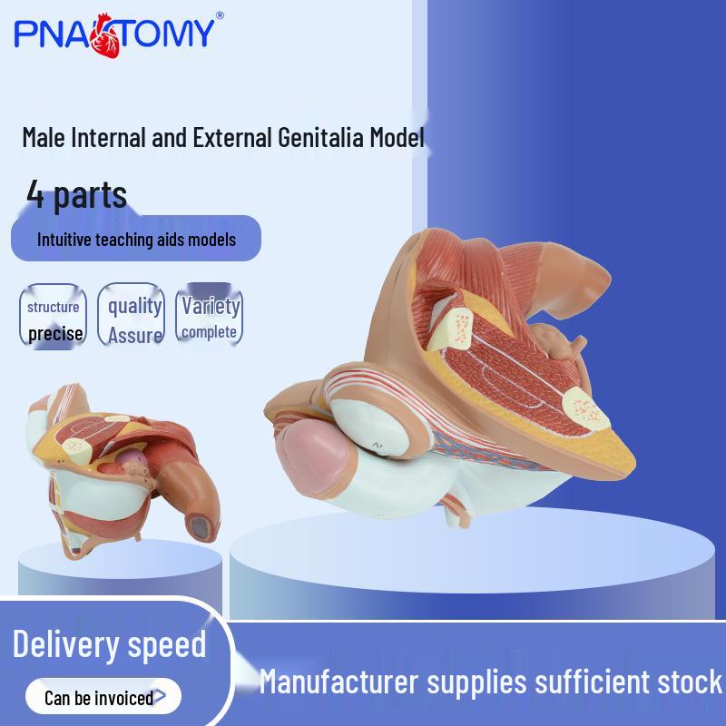PNT-0572 Учебная модель мужской репродуктивной системы из ПВХ, 4 части 20x15x12 cm