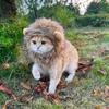 Funny Lion Wig for Cats & Dogs - Cute Halloween Costume Hat