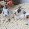 Lifelike Cute Birthday Gift Fur Miniatures Animal Kids Toy Easter Plush Bunny Simulation Rabbits