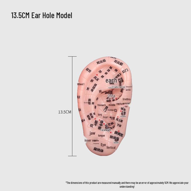 Runshi Acupuncture Ear Model for TCM Teaching and Meridian Reflexology.