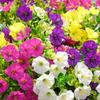 4 Bundles Artificial Flowers Outdoors Fake Flowers Realistic Bonsai Shrub Garden Home Decor Morning Glory Vibrant