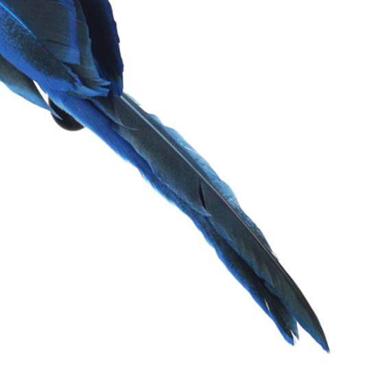 Artificial Bird Three-dimensional Eyes Long Tail Realistic Colorful Fake Animal Bird Garden Prop Decoration for Home