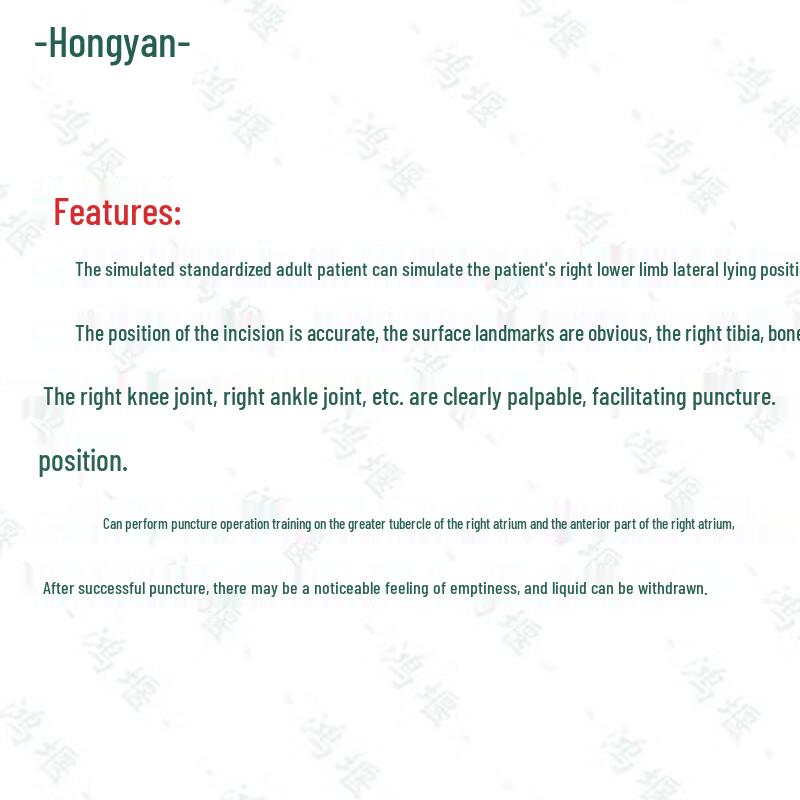 Hongyan Adult Lower Limb Bone Marrow Puncture & Intraosseous Infusion Model