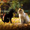 Cat Family Garden Stakes Decorative Cute Cat Garden Metal Decorative Silhouette Animal Outdoor Statues for Cat Yard Garden