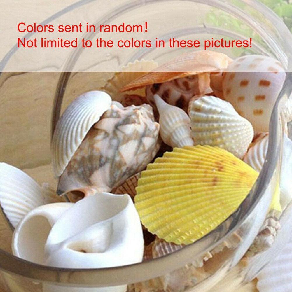 100g/bag Random Mixed Seashells Decoration Natural Beach Conch Shells Crafts Micro-landscape Ornaments Shell Desktop DIY Decor