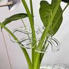 Monstera Gathering Frame – όπως στην εικόνα