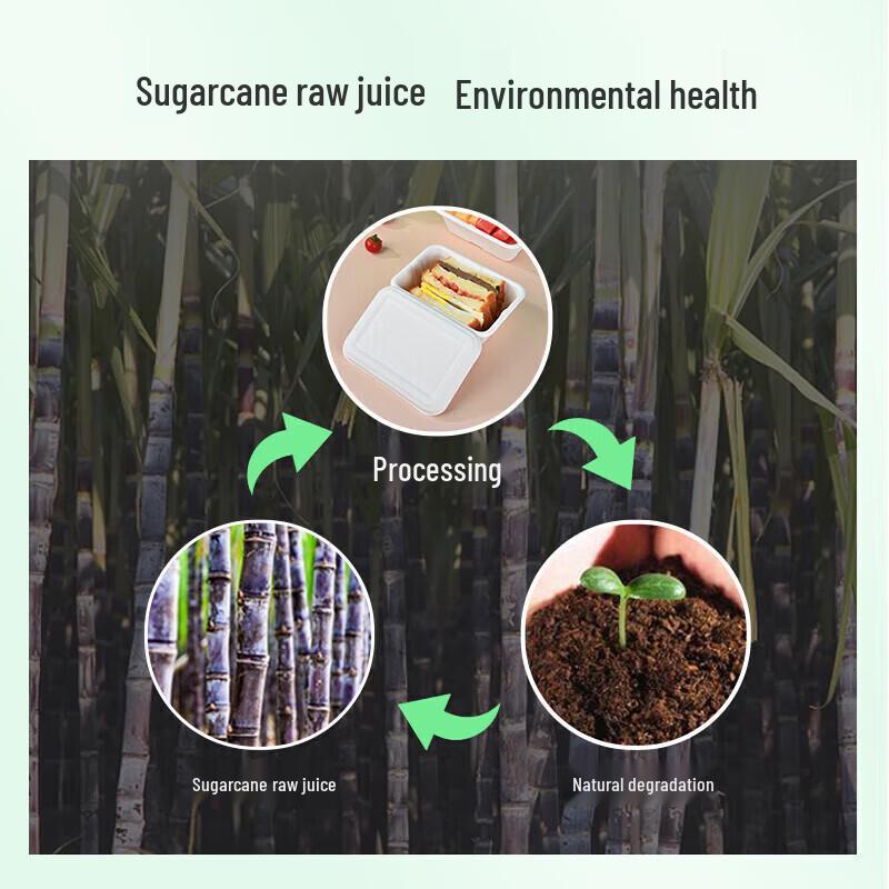 Einweg-Takeout-Lebensmittelbehälter