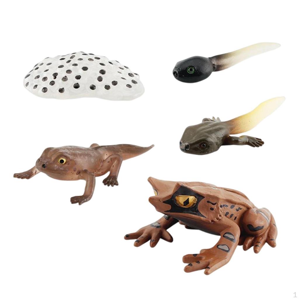 Life Cycle Animal Figures Toy Animals Cognitive Playset Science Frogs Model for