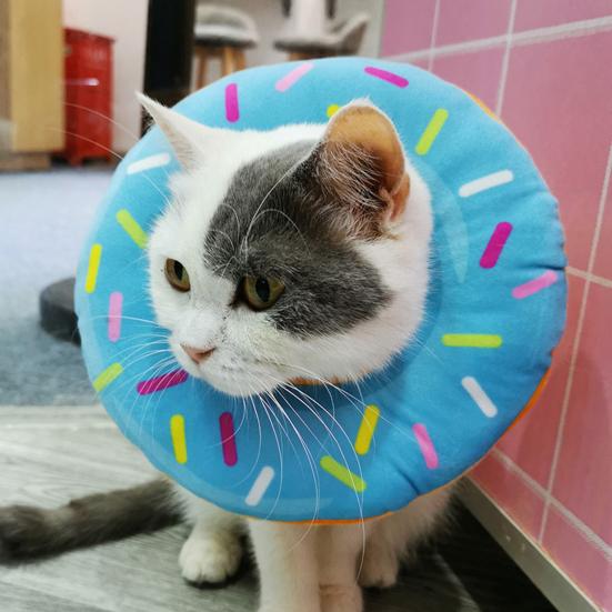 Collier de récupération pour animaux de compagnie, doux, confortable, anti-rayures, collier de protection pour chat et chien, fournitures pour animaux de compagnie