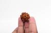Natural 9 Mukhi Rudraksha Bead – Nepali Origin | Powerful Bead for Durga Blessings, Fear Removal, Vitality & Energy Shield | Organic & Lab Certified