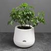 Self Watering Planter Pots with Water Reservoir for Small Indoor Plants