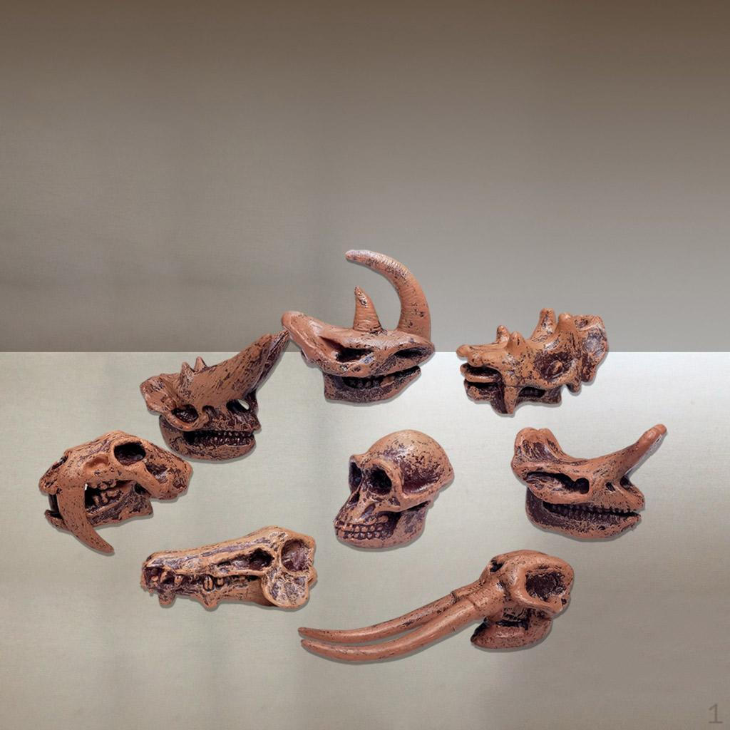 Kids Simulation Animal Prehistoric Mammal Skull Model Children Science Education Cognitive Toy A