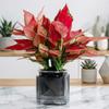 Automatic Water-absorbing Flowerpot with Transparent Water Level Indicator Self-Watering Planter for Indoor Plants Succulents Cactus Herb
