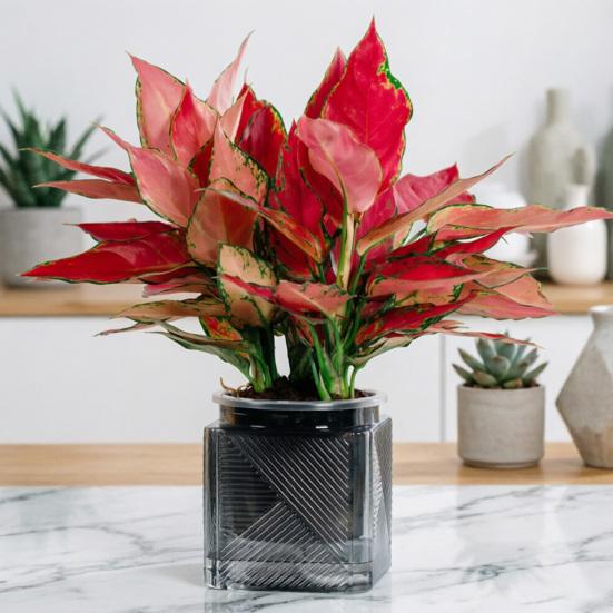 Automatic Water-absorbing Flowerpot with Transparent Water Level Indicator Self-Watering Planter for Indoor Plants Succulents Cactus Herb