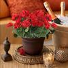 2/5 Stück Künstliche Blume Seiden-Begonienblume Außen-Gartenbogen UV-Schutz Hochzeit Braut Zuhause Bonsai Festival Party DIY-Geschenk